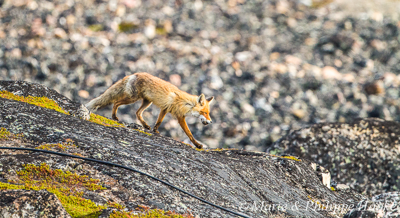 Renard 6358.jpg - Renard roux, vulpes vulpes (Grense Jakobselv, Norvège, frontière russe, juin 2012)